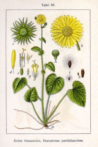 Thelyphonon - Doronicum pardalianches - кирлик, дикуша